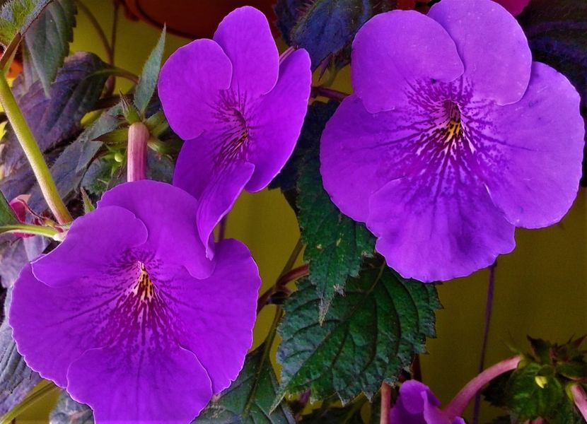  - 000013 ACHIMENES