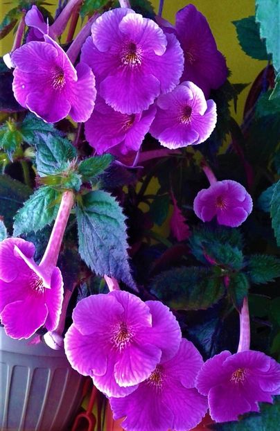  - 000013 ACHIMENES
