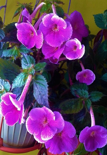  - 000013 ACHIMENES