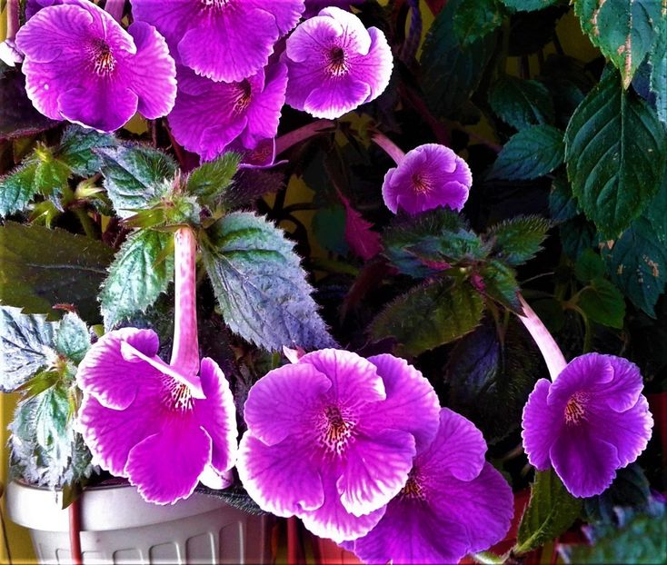  - 000013 ACHIMENES