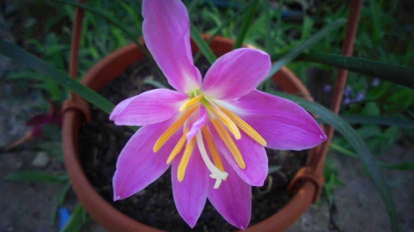 Zephyranthes - Culori 2020