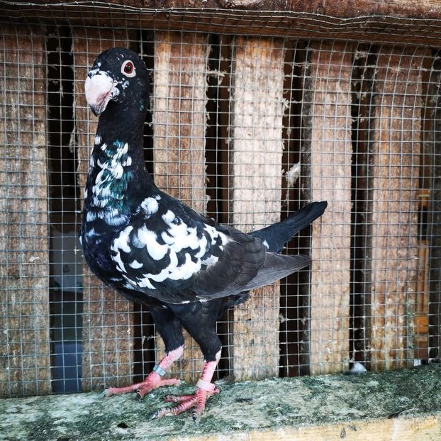 WhatsApp Image 2020-07-26 at 19.27.52 - g-tineret 2020