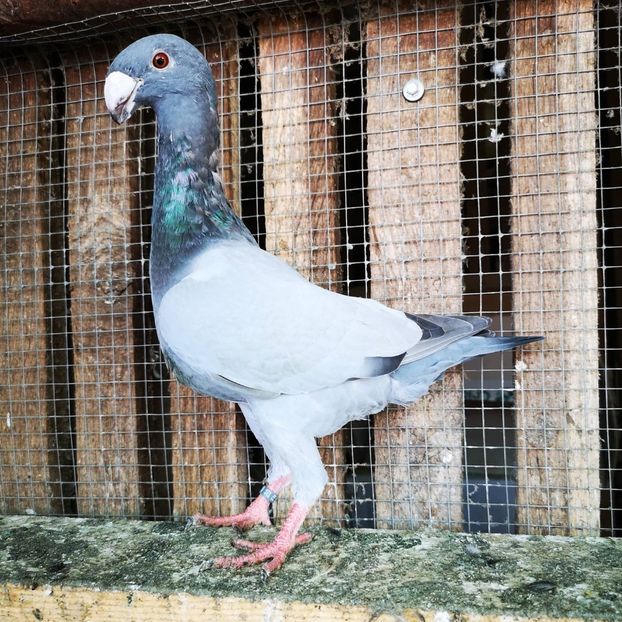 WhatsApp Image 2020-07-26 at 19.27.51 (3) - g-tineret 2020