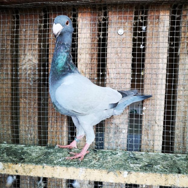 WhatsApp Image 2020-07-26 at 19.27.51 (2) - g-tineret 2020