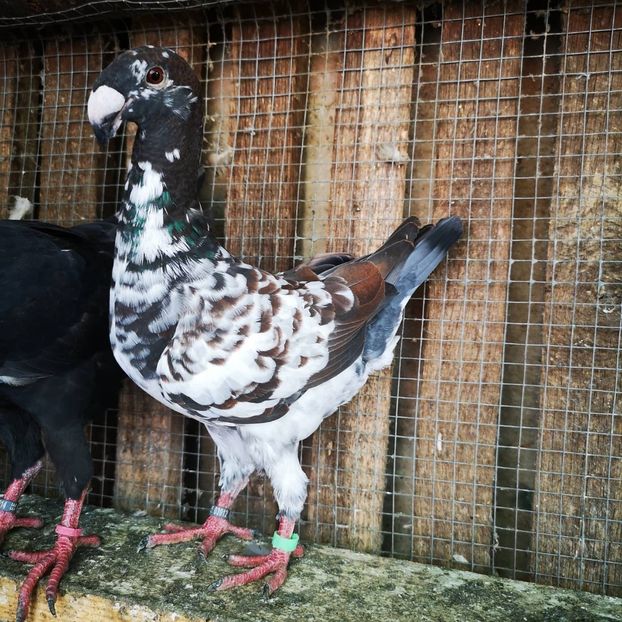 WhatsApp Image 2020-07-26 at 19.27.51 (1) - g-tineret 2020