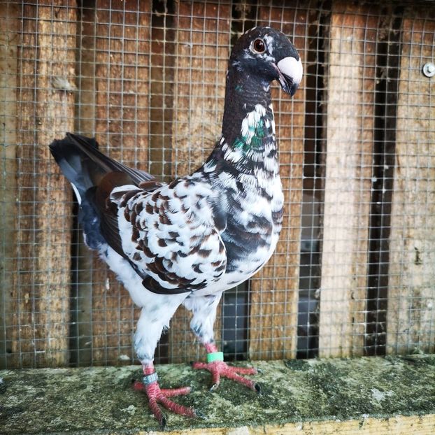 WhatsApp Image 2020-07-26 at 19.27.51 - g-tineret 2020