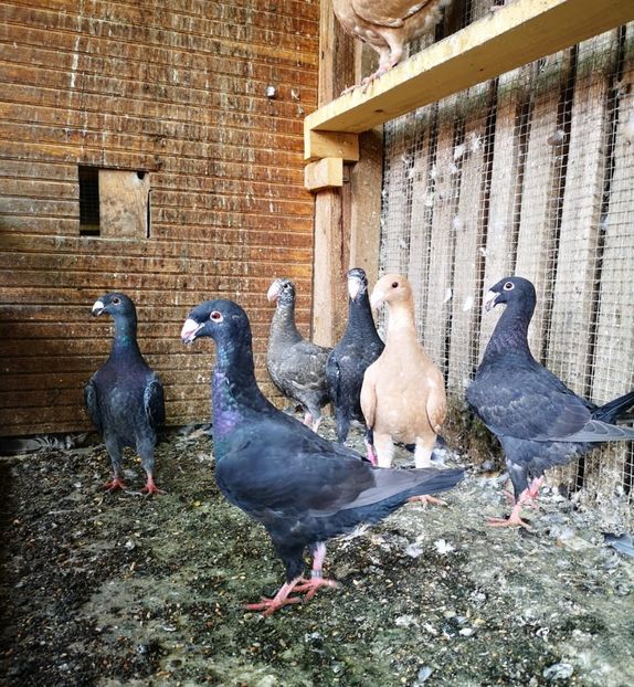 WhatsApp Image 2020-08-05 at 14.03.01 - g-tineret 2020