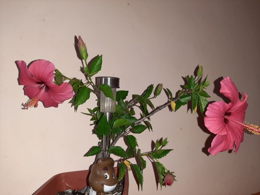  - Florile mele în august 2020