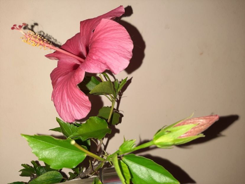  - Florile mele în august 2020
