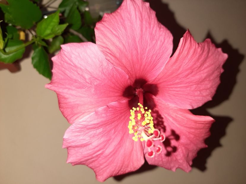  - Florile mele în august 2020