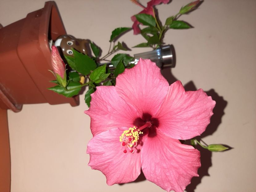  - Florile mele în august 2020