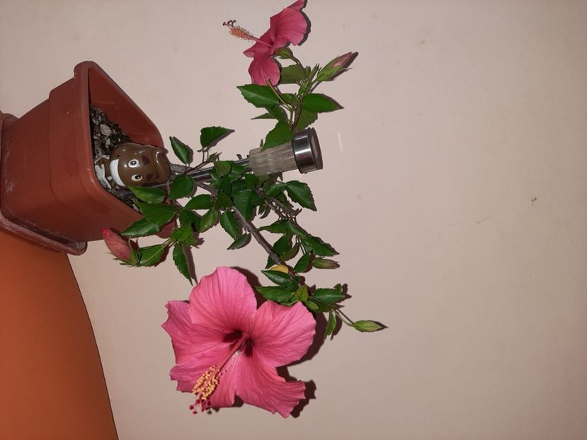  - Florile mele în august 2020