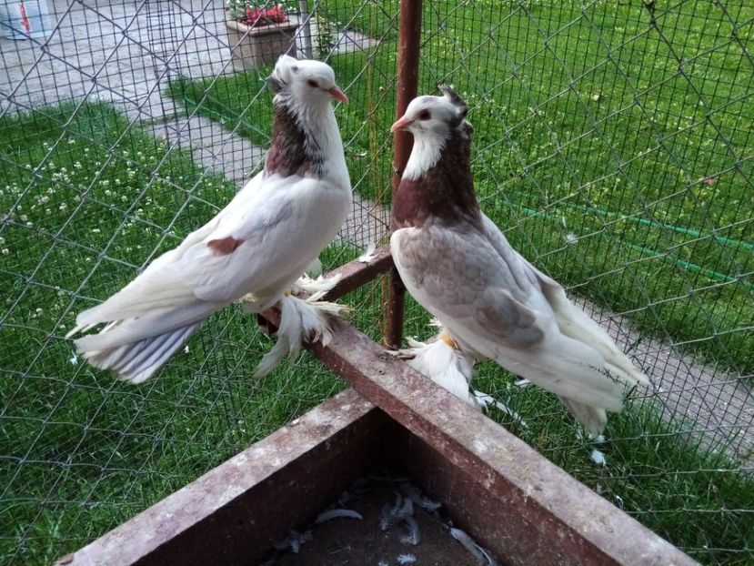 Perechea 2 - 7 TAPALAGOSI - 2020