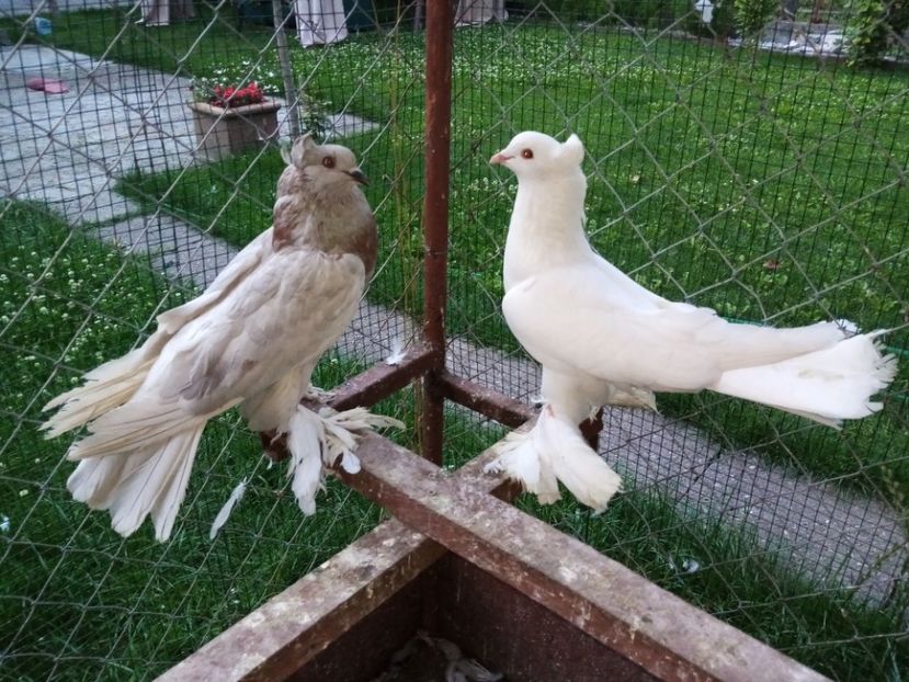 Perechea 3 - 7 TAPALAGOSI - 2020