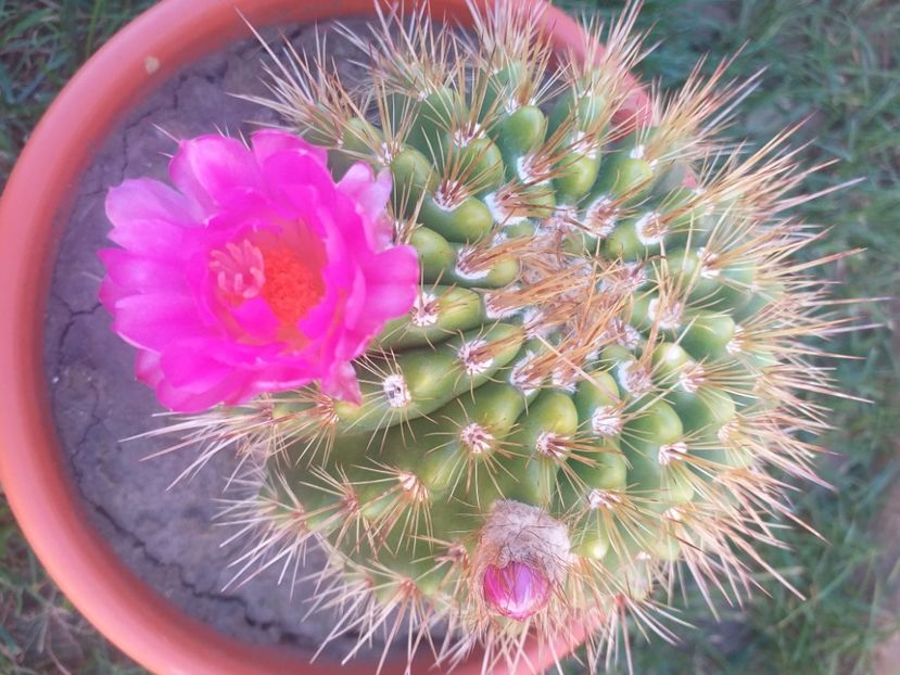  - cactus și suculente