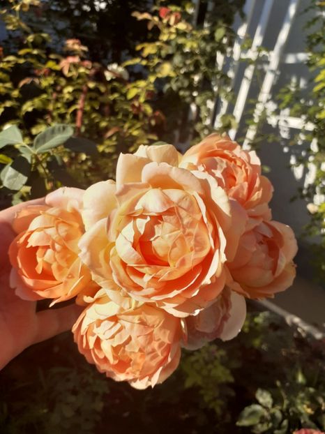  - Lady of Shalott 2020
