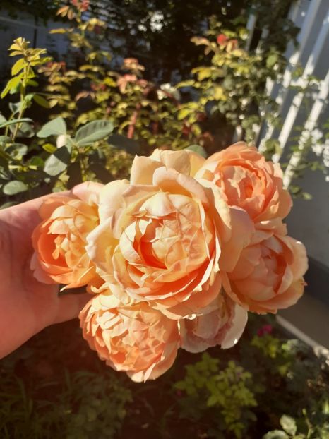  - Lady of Shalott 2020