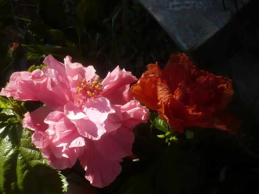 05.08.2020 - HIBISCUSI 2020-2