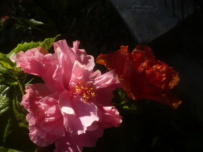 P1450370 - HIBISCUSI 2020-2