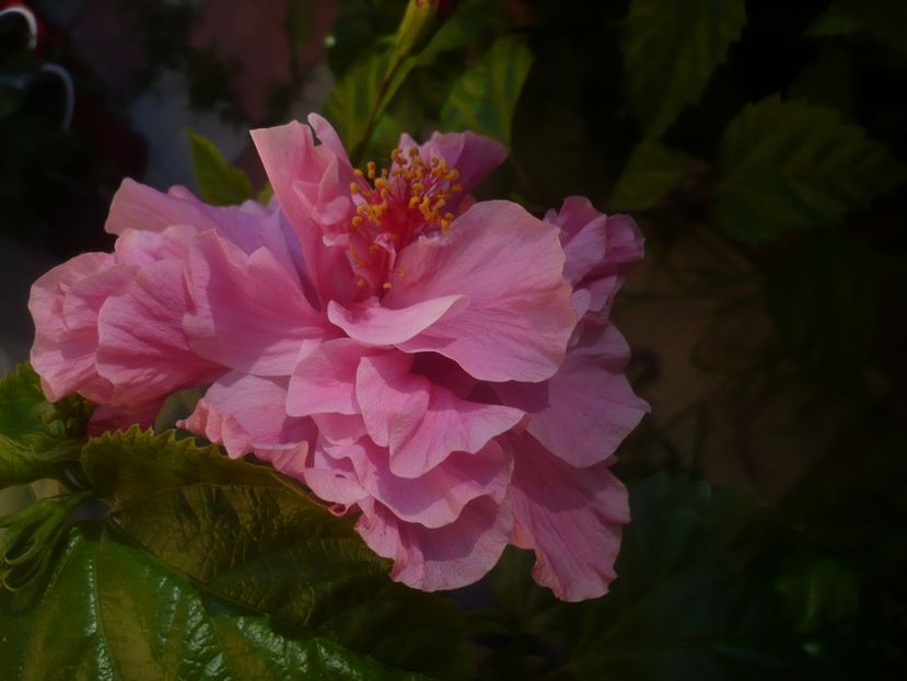 P1450371 - HIBISCUSI 2020-2