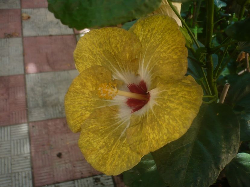 P1450374 - HIBISCUSI 2020-2