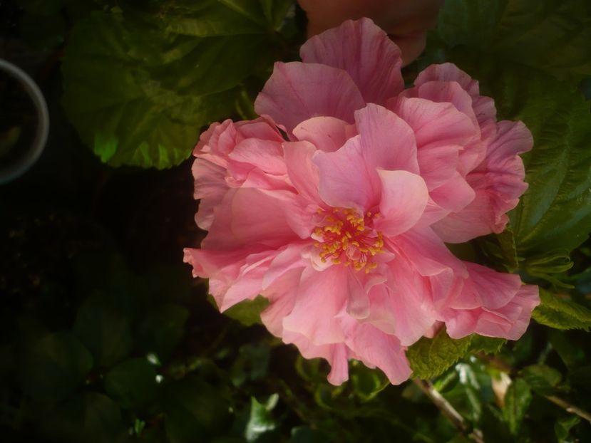 P1450376 - HIBISCUSI 2020-2