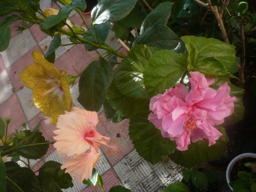 P1450378 - HIBISCUSI 2020-2