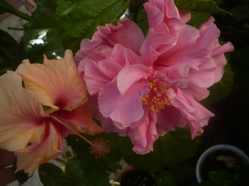 P1450380 - HIBISCUSI 2020-2