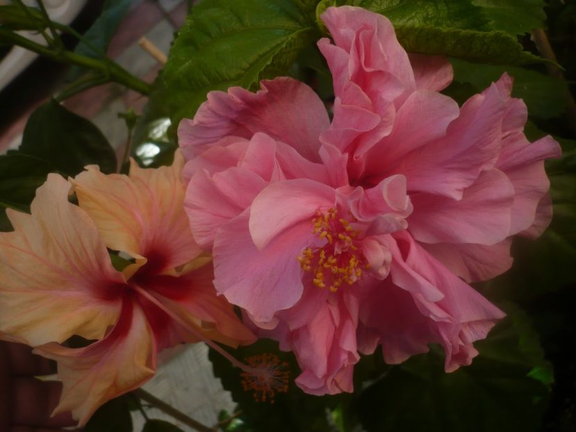 P1450381 - HIBISCUSI 2020-2