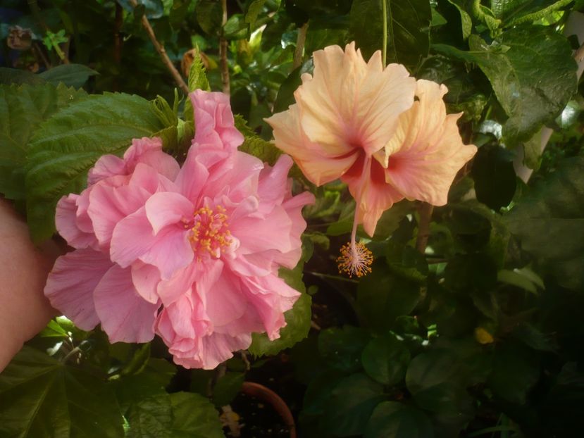 P1450382 - HIBISCUSI 2020-2