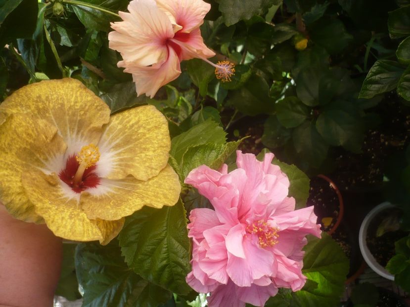 P1450383 - HIBISCUSI 2020-2