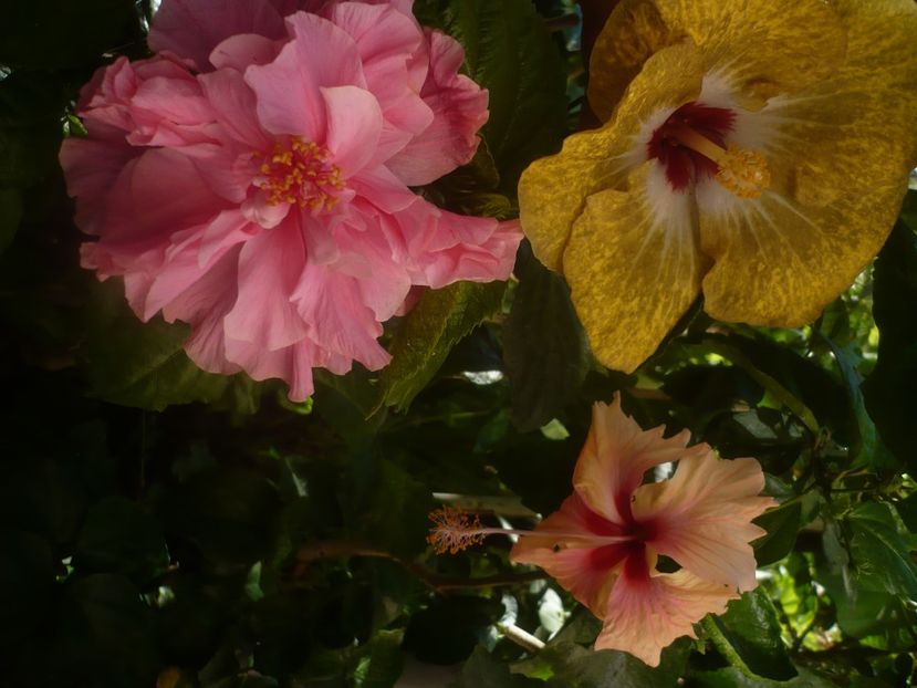 P1450385 - HIBISCUSI 2020-2