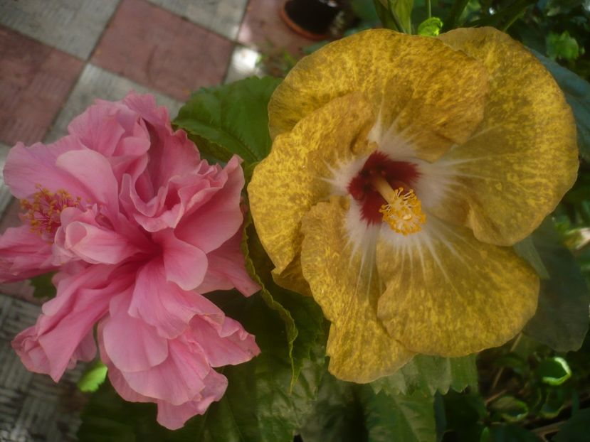 P1450386 - HIBISCUSI 2020-2