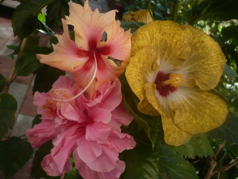 P1450388 - HIBISCUSI 2020-2