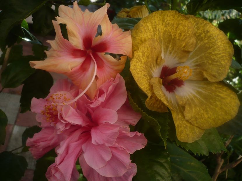 P1450389 - HIBISCUSI 2020-2