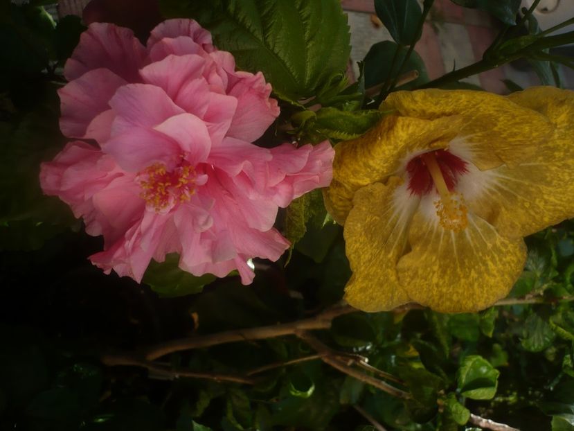 P1450390 - HIBISCUSI 2020-2