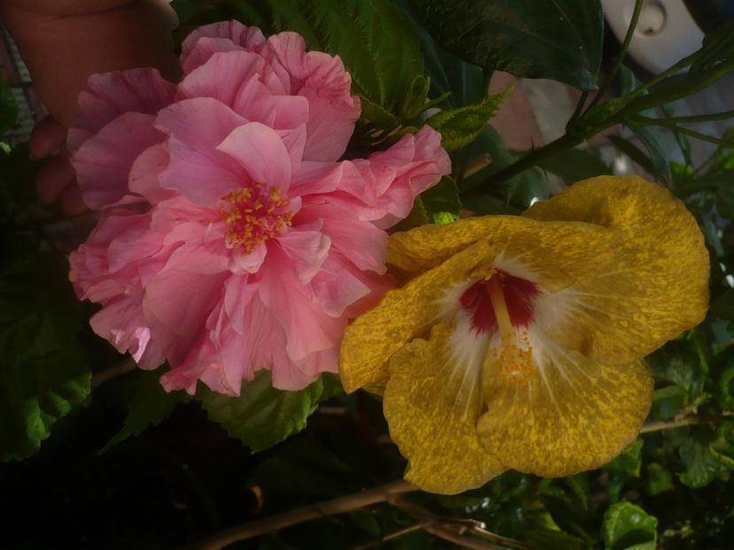 P1450391 - HIBISCUSI 2020-2