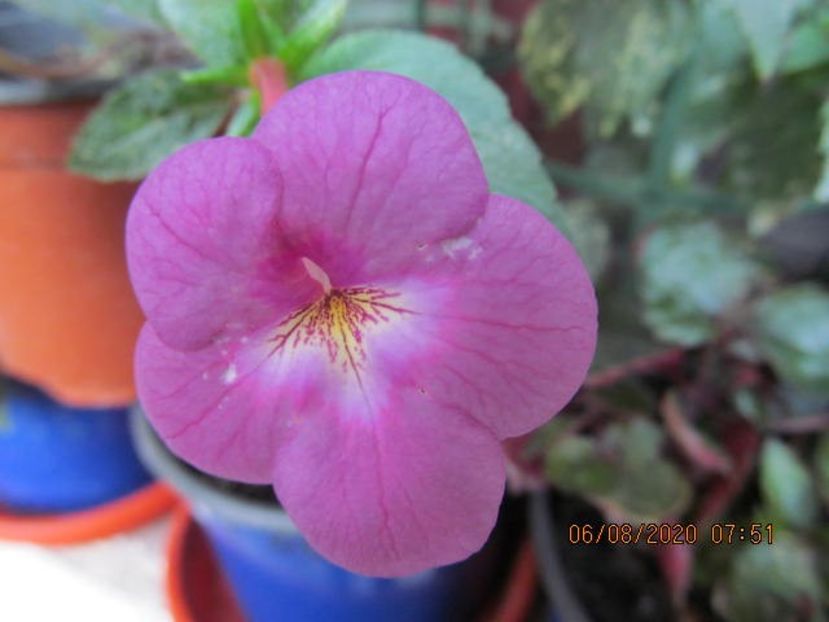 Pearl Gray - Achimenes 2020