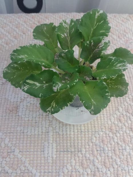 5 aug - Rose Bouquet