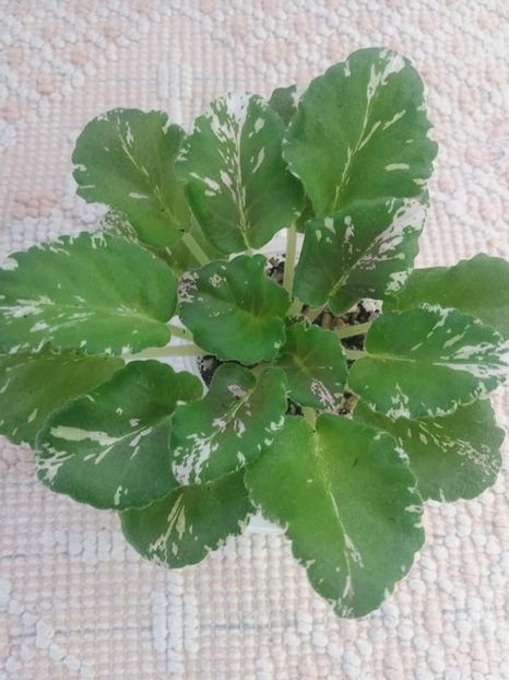 5 aug - Rose Bouquet