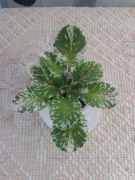 5 aug - Rose Bouquet