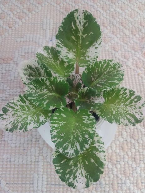 5 aug - Rose Bouquet