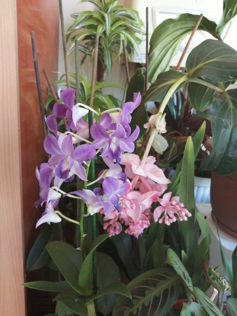  - Orhidee