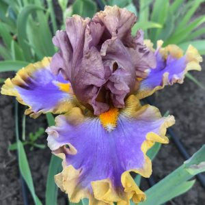 achz-western edge-12 - IRISI-dorinte-2020