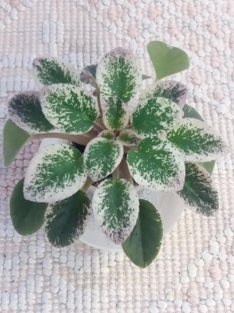 5 aug - Morgan s Mediterranean Escape