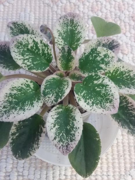 5 aug - Morgan s Mediterranean Escape