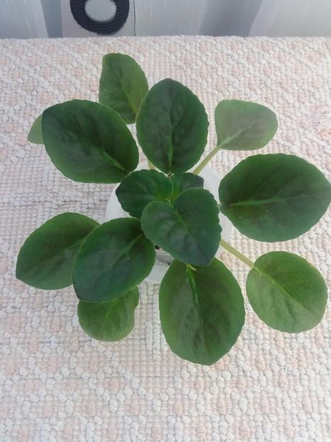 5 aug - ZZ Victorian Velvet