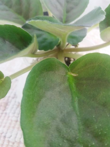 5 aug - ZZ Victorian Velvet