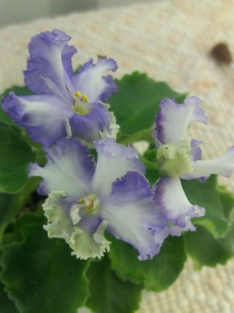 5 aug - LE Shining Star