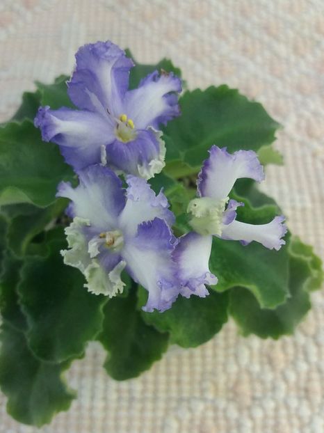 5 aug - LE Shining Star